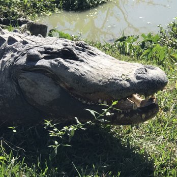 Zam's Swamp Tour - Tours Near Me - Thibodaux, Louisiana