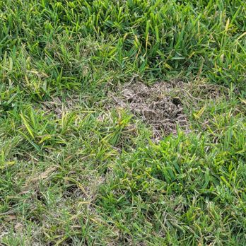 Your Green Team - Yet more lawn death due to this company - Pest Control Near Me - Plant City, Florida Your Green Team - Yet more lawn death due to this company - Pest Control Near Me - Plant City, Florida