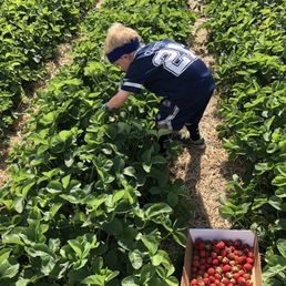 Picking fresh and delicious strawberries Picking fresh and delicious strawberries
