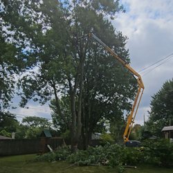 Buffalo Tree Care