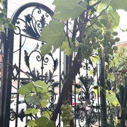 The Grape Leaf - Outdoor Area
