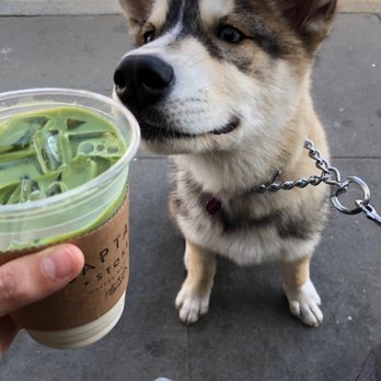 Captain + Stoker - My dog wishing she could have a taste of my matcha oat milk latte - Coffee Roasteries Near Me - Monterey, California