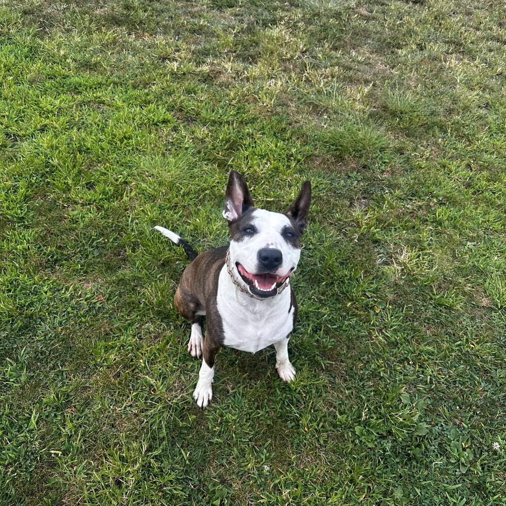 DSK9 - Pet Training Near Me DSK9 - Pet Training Near Me