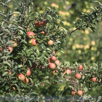 All Seasons Orchard - Apple Tree - Pumpkin Patches Near Me - Woodstock, Illinois All Seasons Orchard - Apple Tree - Pumpkin Patches Near Me - Woodstock, Illinois