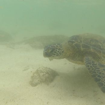 Aloha Trikke - Snorkeling with turtles - Tours Near Me - Honolulu, Hawaii