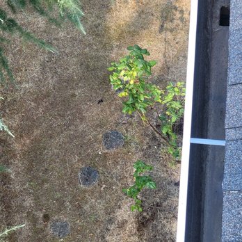 Gutterworks NW - roof moss cleaning and gutter cleaning:before VS after. - Gutter Services Near Me Gutterworks NW - roof moss cleaning and gutter cleaning:before VS after. - Gutter Services Near Me