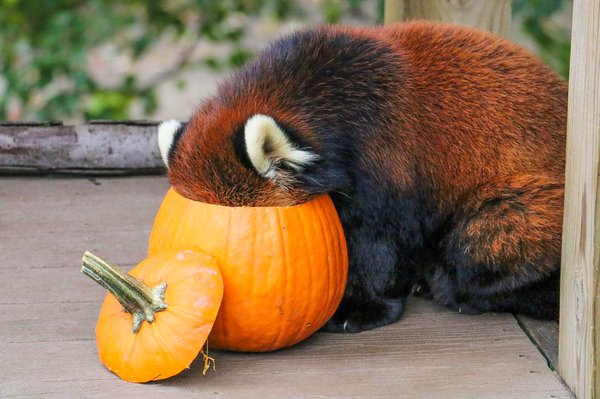 Roger Williams Park Zoo by null