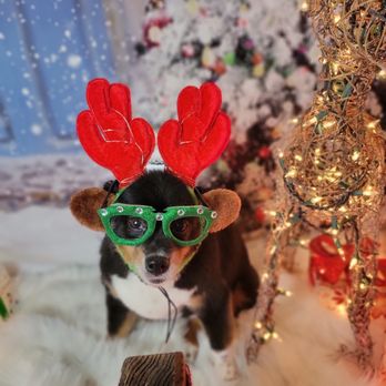 Olive My Grooming To You - Pet Groomers Near Me - Seattle, Washington Olive My Grooming To You - Pet Groomers Near Me - Seattle, Washington