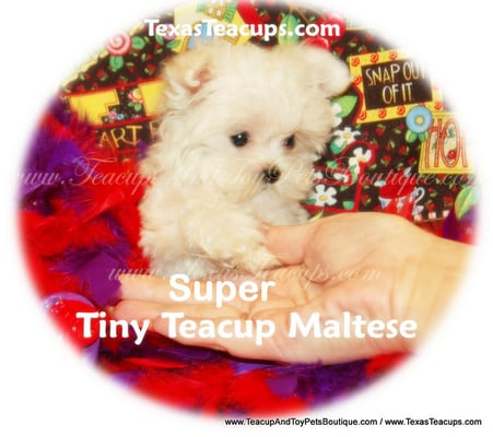teacup and toy pets boutique