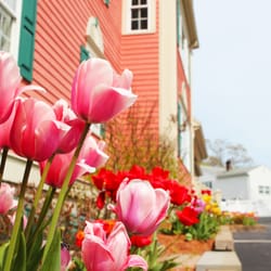 Pizzarello & Silvestro Family Dentistry - Springtime at Family Dentistry!