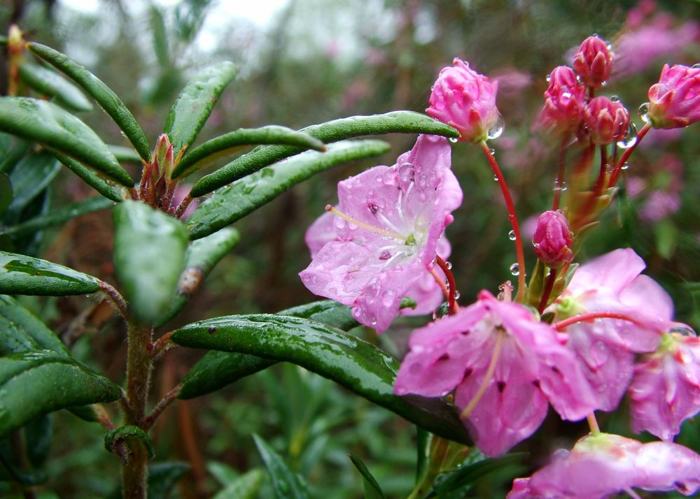 SHADOW - social services organization in Renton, WA