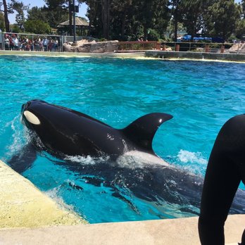 Dine With Orcas - Buffets Near Me - San Diego, California Dine With Orcas - Buffets Near Me - San Diego, California