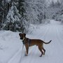 Photo of Underdog Rescue