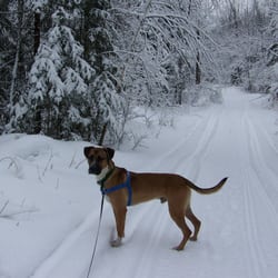 Underdog Rescue