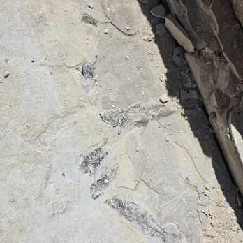 Ulrich's Fossil Gallery - Unearthed small fish - Art Galleries Near Me - Kemmerer, Wyoming