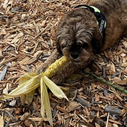 Carpinito Brothers - My daughter's service dog, Chewbacca, gnawing on her roasted corn cob!
