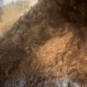 Picture Perfect Pet Grooming - Odd shave line (looks like a slip of the clippers) - Pet Groomers Near Me - Marina, California Picture Perfect Pet Grooming - Odd shave line (looks like a slip of the clippers) - Pet Groomers Near Me - Marina, California