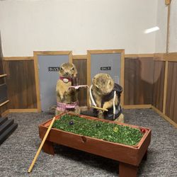 Gopher Hole Museum - pool sharks . . . i mean gophers