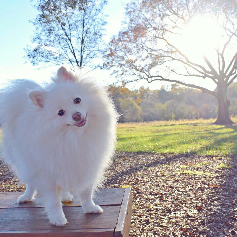 Conestee Nature Preserve - Winston, loving life. - Community Service/Non-Profit Near Me - Greenville, South Carolina Conestee Nature Preserve - Winston, loving life. - Community Service/Non-Profit Near Me - Greenville, South Carolina