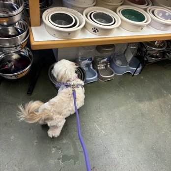 Bow Wow Meow - Menlo Park - My dog Soda very excited about all the wonderful selections and trying on an ultraviolet BuddyBelts harness in size 3.5. - Pet Groomers Near Me - Menlo Park, California Bow Wow Meow - Menlo Park - My dog Soda very excited about all the wonderful selections and trying on an ultraviolet BuddyBelts harness in size 3.5. - Pet Groomers Near Me - Menlo Park, California