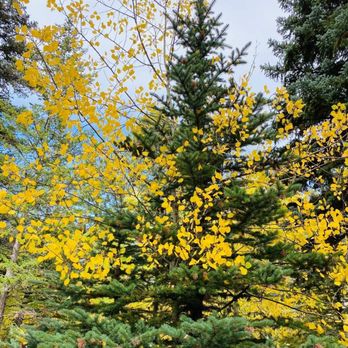 Be a Tree Cremation - Live on through nature by planting a cremation memorial tree or scattering ashes. - Cremation Services Near Me - Wheat Ridge, Colorado Be a Tree Cremation - Live on through nature by planting a cremation memorial tree or scattering ashes. - Cremation Services Near Me - Wheat Ridge, Colorado