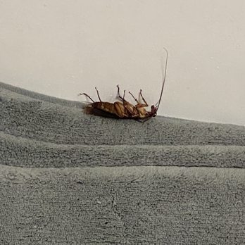 Cole Spring Plaza - roach dead in my bathroom GROSS - The image shows a dead insect, resembling a cockroach, lying on a textured gray surface that appears to be fabric or carpet. The insect's body is brown, and it has long antennae extending from its head. The background features a plain, light-colored wall with no additional objects or details. The scene suggests an indoor setting, possibly a floor or furniture surface. - Apartments Near Me - Silver Spring, Maryland