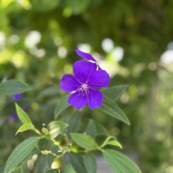 Memphis Botanic Garden - Purple flower