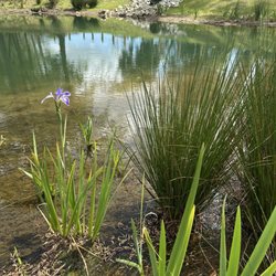 John's Island Park - Pond buffer with native plants