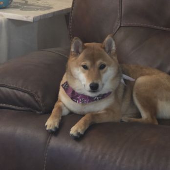 Leashes Pet Salon - Bailey Shiba Inu - Pet Groomers Near Me - North Las Vegas, Nevada Leashes Pet Salon - Bailey Shiba Inu - Pet Groomers Near Me - North Las Vegas, Nevada