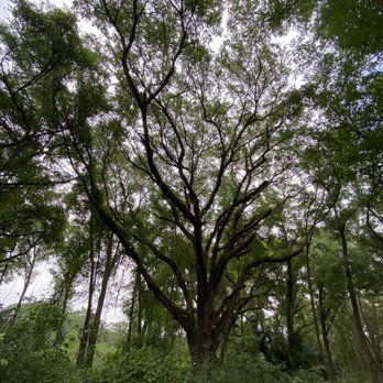 Paynes Prairie Preserve State Park - Parks Near Me - Micanopy, Florida