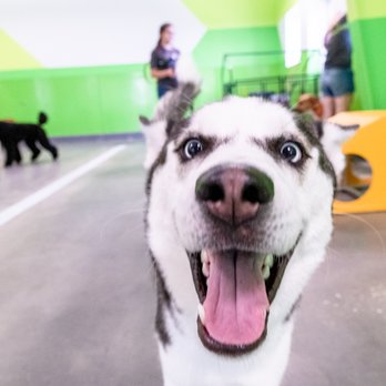PetSuites Bradenton - Pet Boarding Near Me - Bradenton, Florida