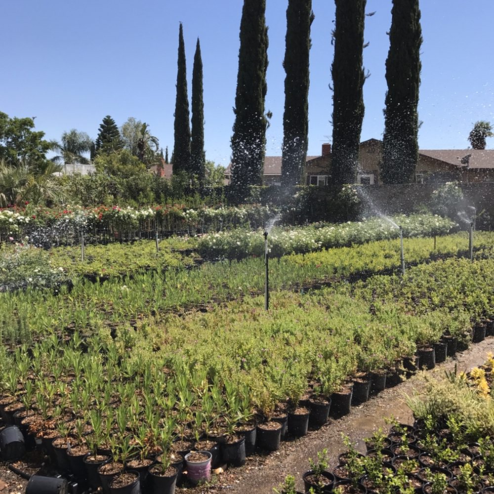 Nursery Newhall, Santa Clarita, CA - Last Updated January 2026 - Yelp