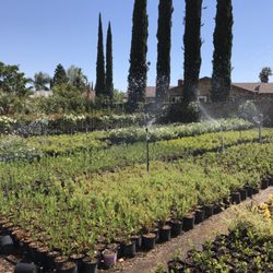 Macias Nursery