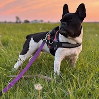 K9 Connect Center - .... - Pet Groomers Near Me - Dwight, Illinois K9 Connect Center - .... - Pet Groomers Near Me - Dwight, Illinois