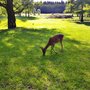 Photo of Wildpark Oyhof