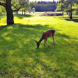 Wildpark Oyhof