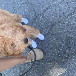 Hes great with slack leash training and doesnt fight wearing shoes so his paws dont burn in the heat. Hes great with slack leash training and doesnt fight wearing shoes so his paws dont burn in the heat.