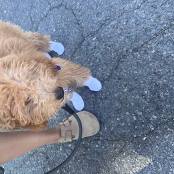 Top Dogz - Hes great with slack leash training and doesnt fight wearing shoes so his paws dont burn in the heat. - Pet Breeders Near Me Top Dogz - Hes great with slack leash training and doesnt fight wearing shoes so his paws dont burn in the heat. - Pet Breeders Near Me
