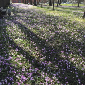 Luitpoldpark - Spring flowers :-))) - Parks Near Me - Munich, BY