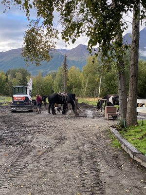 Alaska Horse Adventures, LLC by null