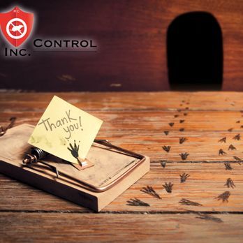 Rodent Control - Pest Control Near Me - San Jose, California Rodent Control - Pest Control Near Me - San Jose, California