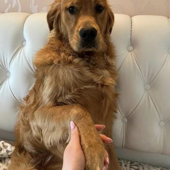 Tsillan Goldens - Pet Breeders Near Me - Chelan, Washington Tsillan Goldens - Pet Breeders Near Me - Chelan, Washington