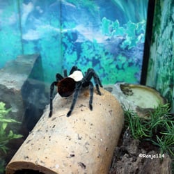 Schmetterlingsfarm Steinhude - Insektenmuseum und Schmetterlingsfarm, Wunstorf OT Sterinhude - Vogelspinne, eigentlich sieht sie ja hübsch aus ?! -