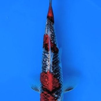 Demi Koi - Local Fish Stores Near Me - Temple City, California Demi Koi - Local Fish Stores Near Me - Temple City, California