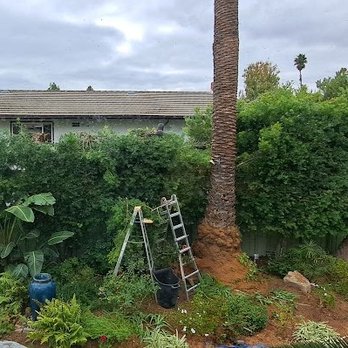 Salim's Tree Service - Work in progress topping off 6'+ off hedge of podocarpus viewed from my second story - Tree Services Near Me - Oxnard, California
