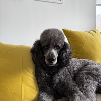 Planet Groom - Fresh haircut - Pet Groomers Near Me - Pawling, New York Planet Groom - Fresh haircut - Pet Groomers Near Me - Pawling, New York