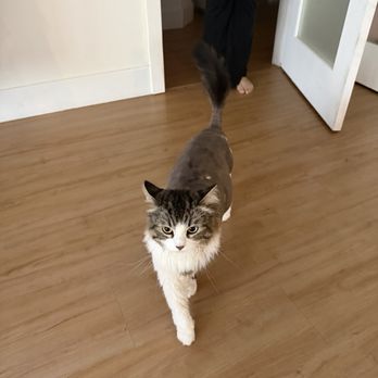 Happy Cat Grooming - After haircut - Pet Groomers Near Me - Cypress, California Happy Cat Grooming - After haircut - Pet Groomers Near Me - Cypress, California
