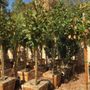 Quality Growers