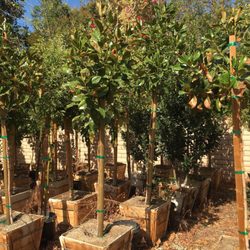 Quality Growers - 24" Box Magnolia Grandiflora Std