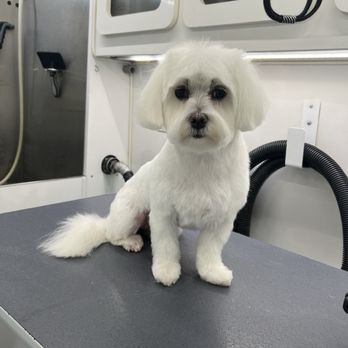 Sunset Grooming - Haircut - Pet Groomers Near Me Sunset Grooming - Haircut - Pet Groomers Near Me
